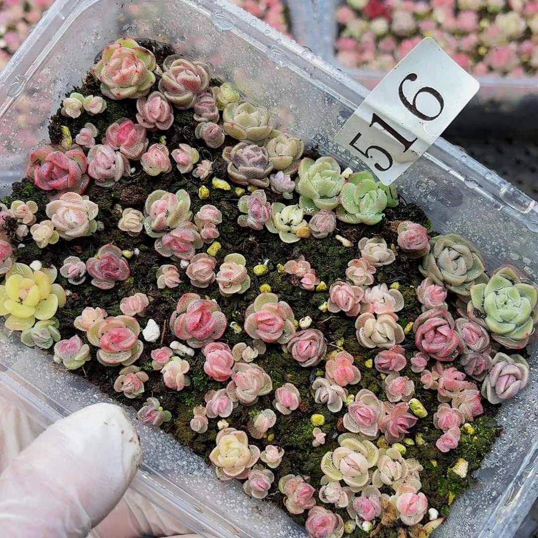 多肉植物多肉植物516