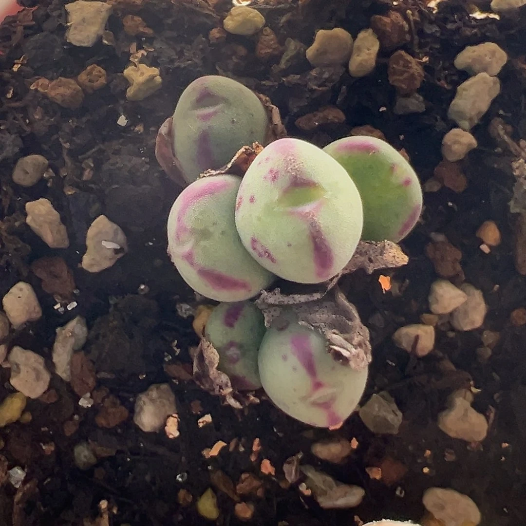 69号将杂11.17多肉