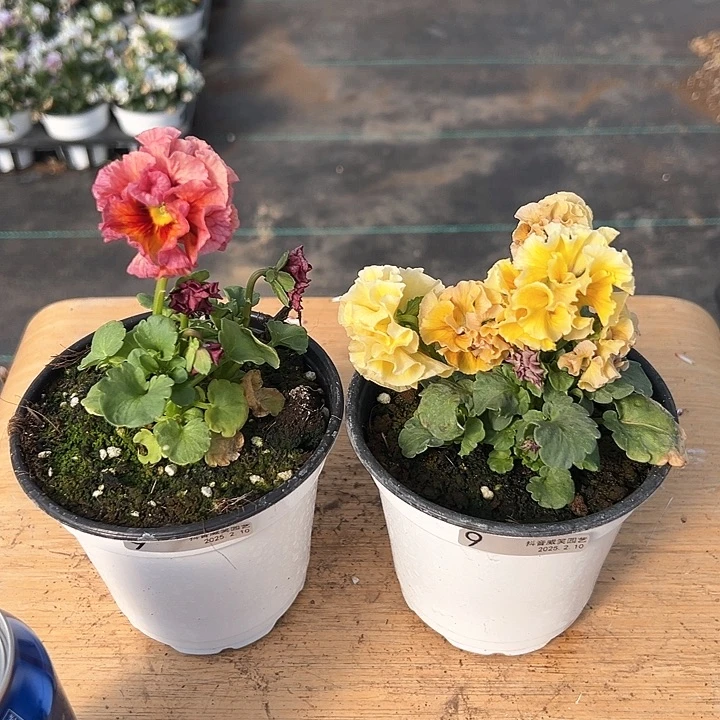 水晶抖音直播闪拍9