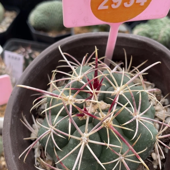 实生大红鹰一棵2934