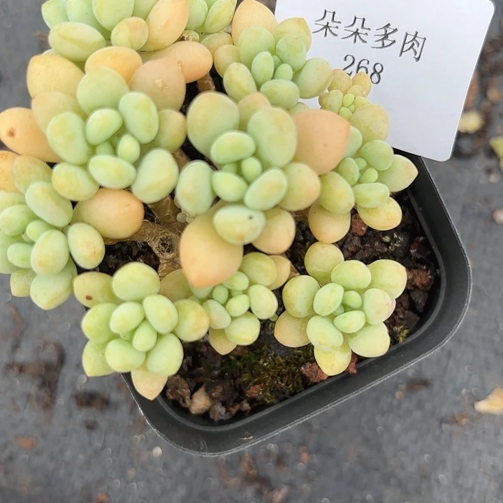 战后268呀呀呀呀雨呜呜