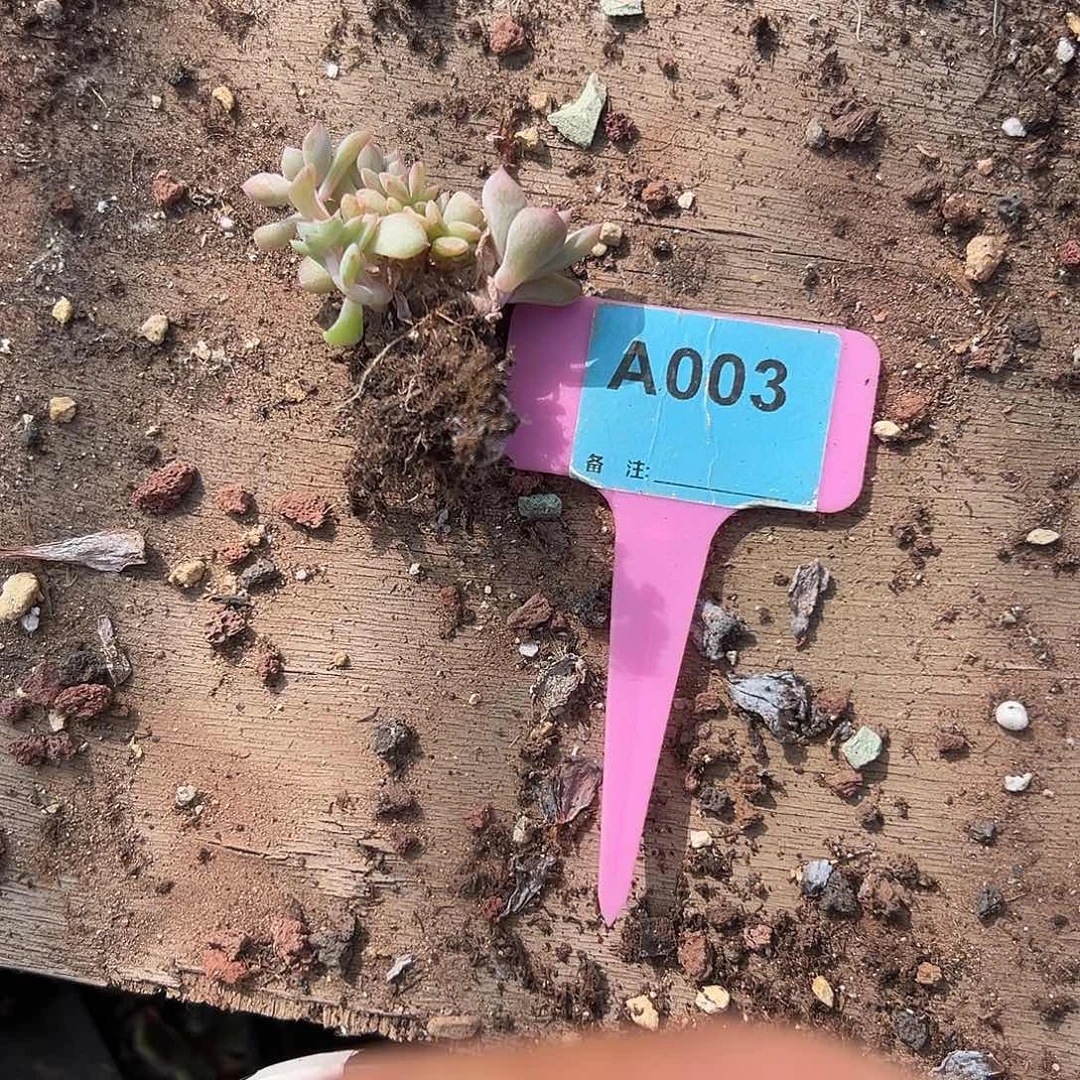 爱***己多肉植物一物一拍