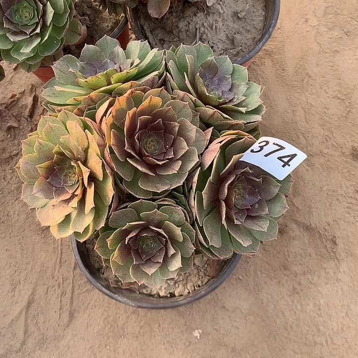 无花朵374万拉丝量拍北随机发