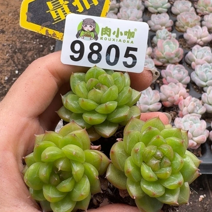 当前无花朵，栽培后可花朵多肉植物多肉植物