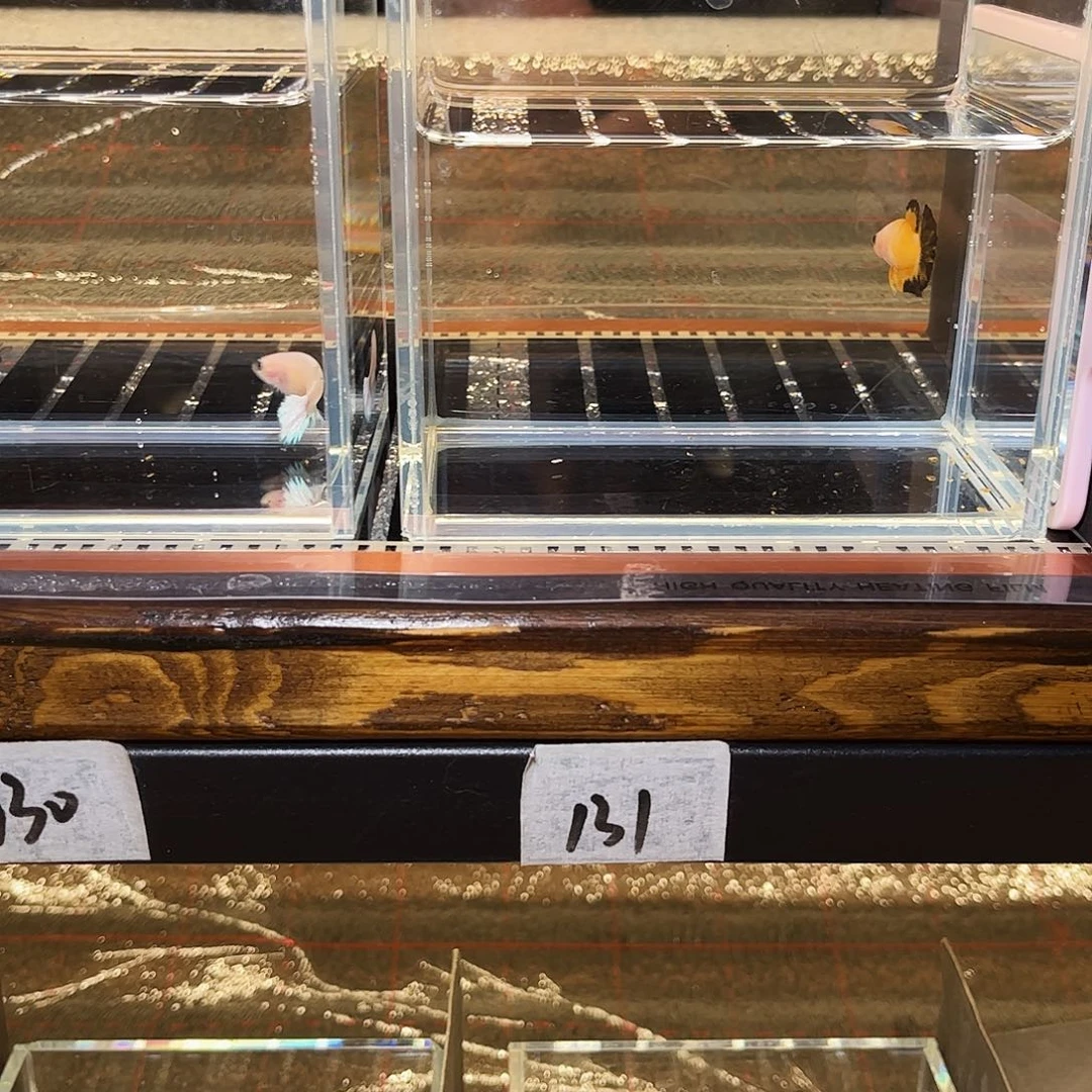 紫***琪海水鱼宙斯斗鱼竞拍精品12-22