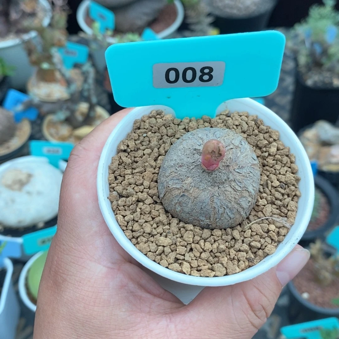玫瑰大戟多肉植物