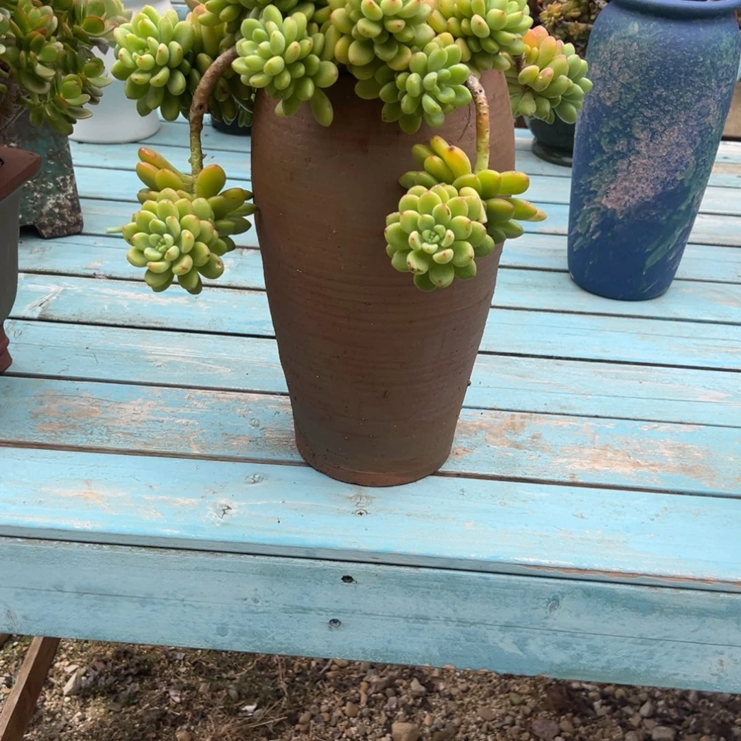 小***瓜香格里拉多肉植物脱土