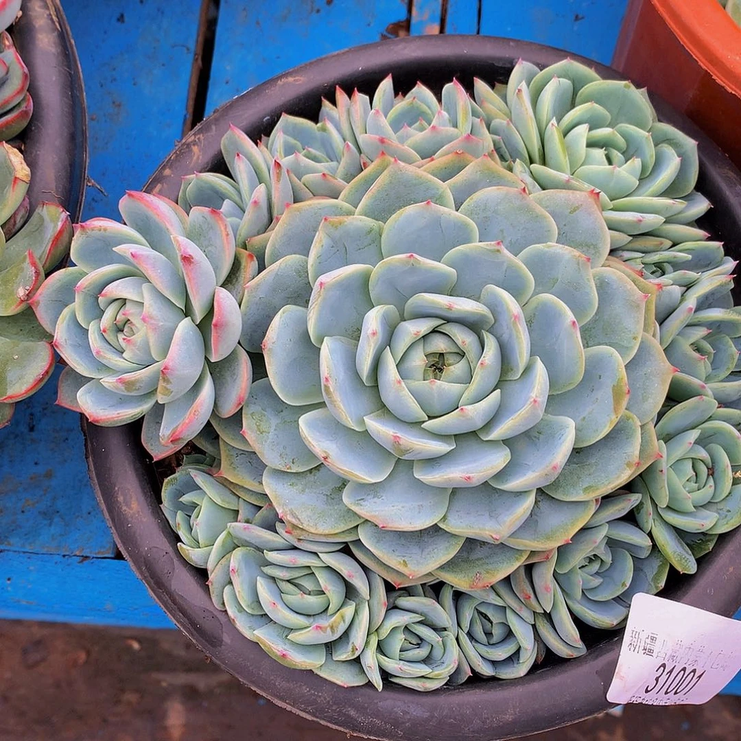 花***花粉水晶31001多肉多肉率