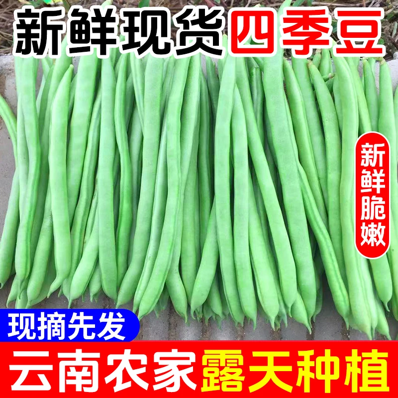 云南露天自种四季豆新鲜脆嫩多汁现摘现发家常菜炒菜营养美味好吃