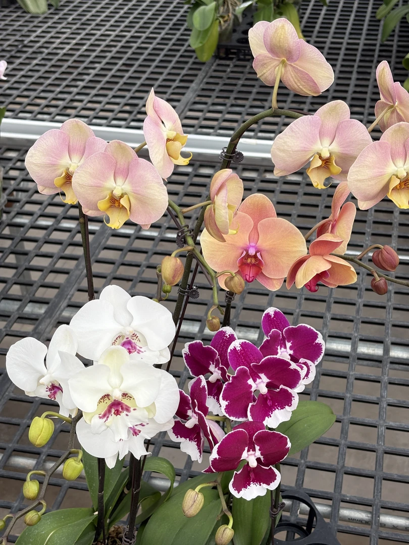 263号组合4棵/同款随机发货