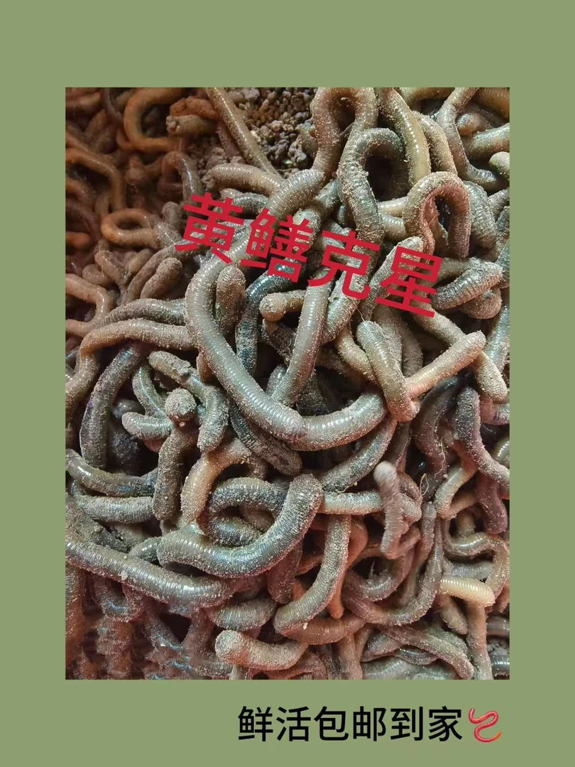 青黑蚯蚓活体蚯蚓鱼饵黑蚯蚓活体青蚯蚓钓黄鳝钓鱼垂钓