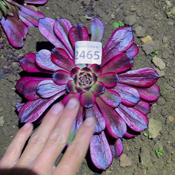 2465赤兔多肉植物