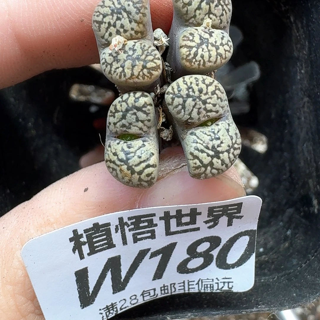多肉植物的润泽efg