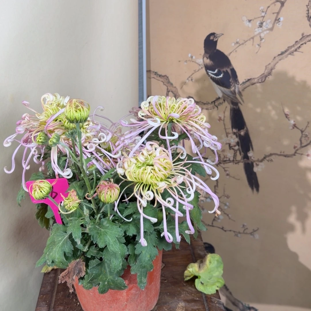 完全开放N88888888