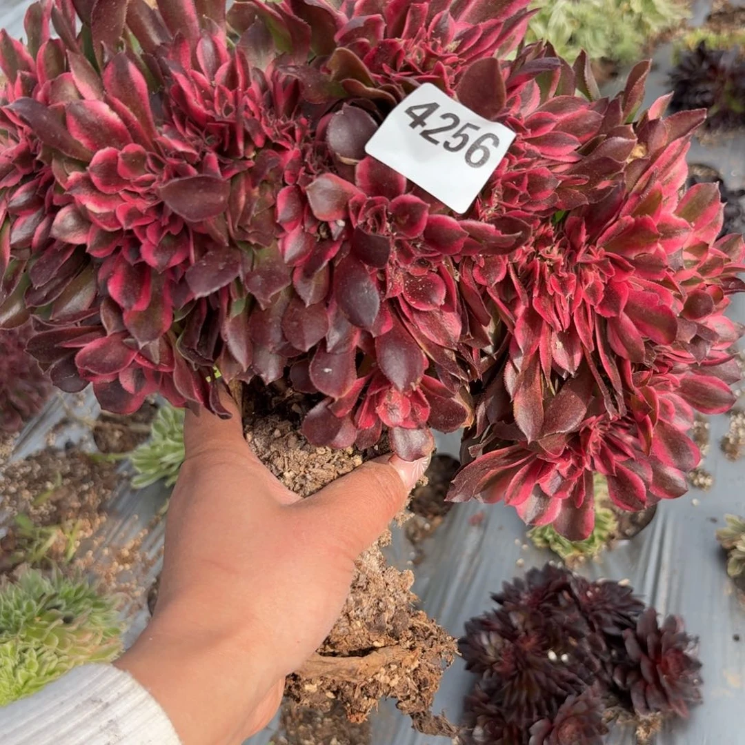 嗯4256 号法师多肉植物特价弯