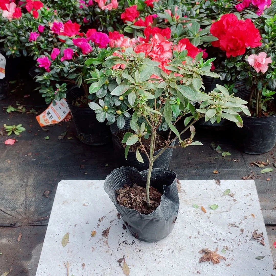 完全开放岸牡丹杜鹃