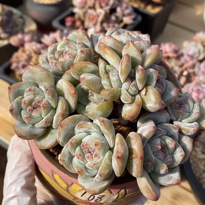 十二图绿地紫心哈哈