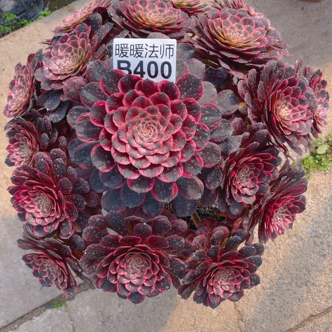 紫砂茶杯好*爱B400-奢香人夫人80福利福利