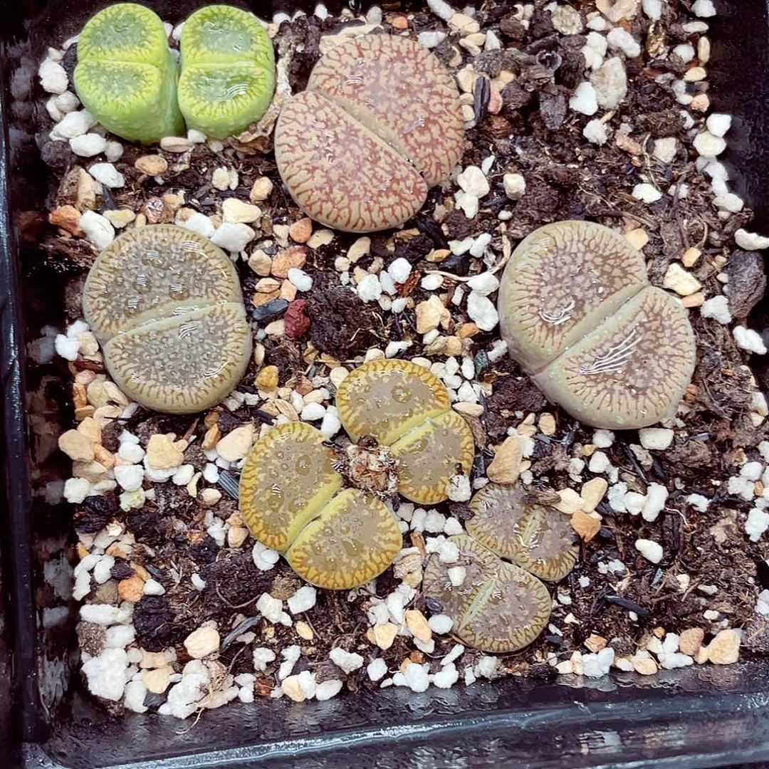 生石花满18包邮0925-101