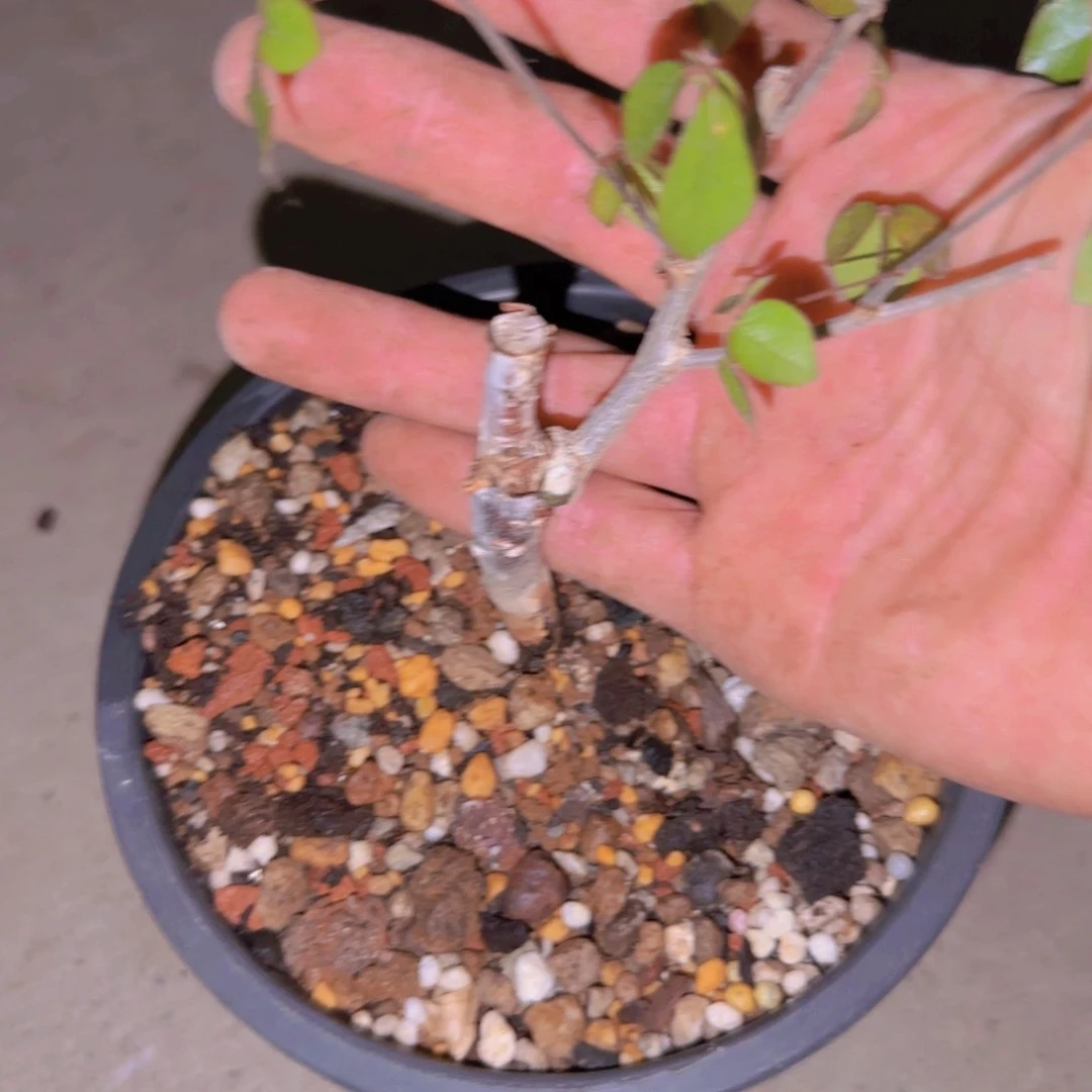 块根植物块根植物