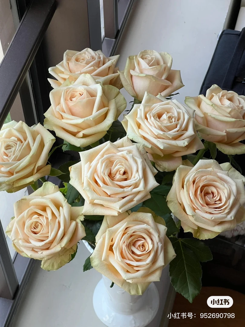 【帝王】焦糖奶油 任三单顺丰空运包邮鲜切花10支装%20不售后