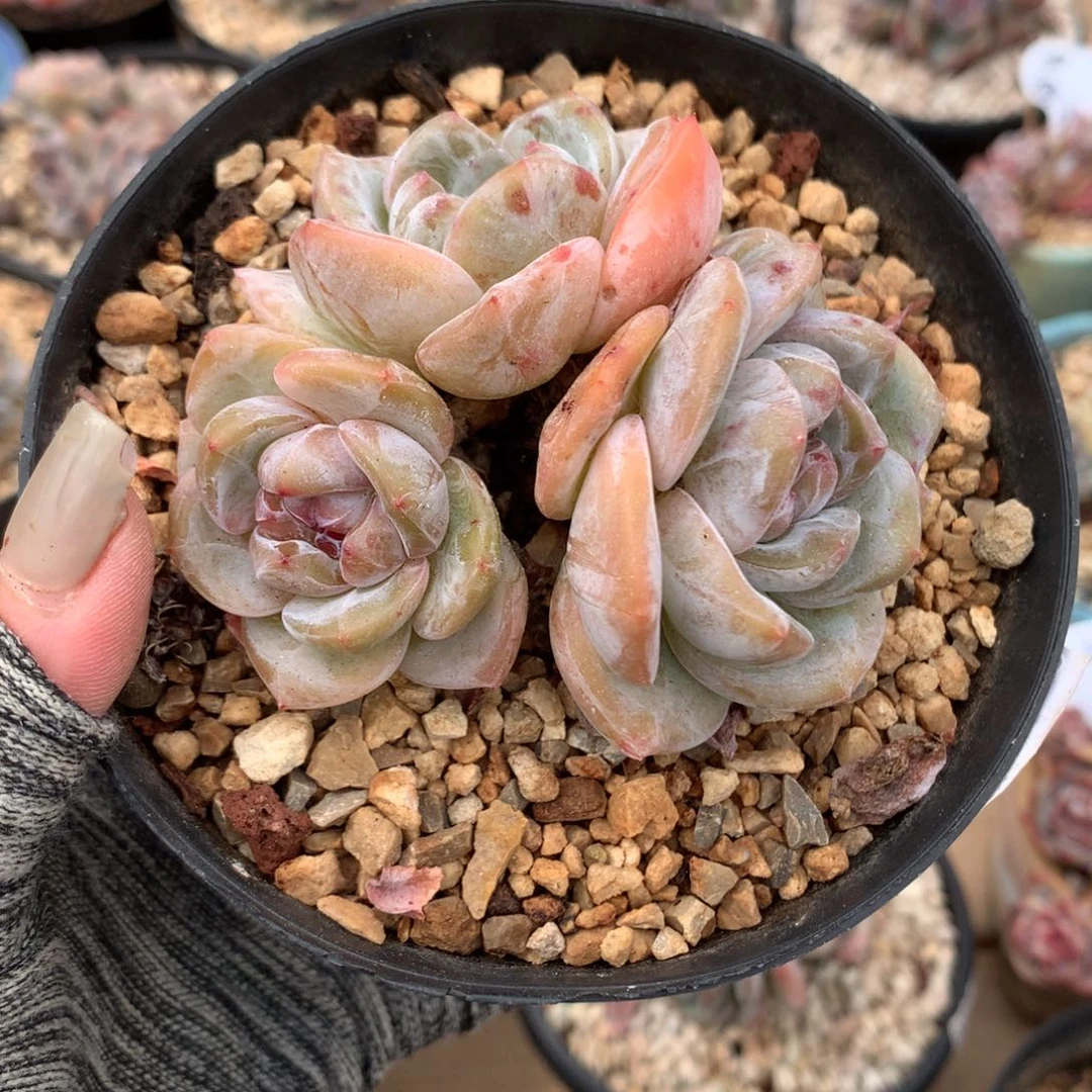 三头背靠背趴地福利