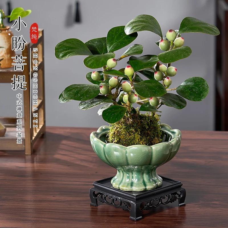 小盼菩提苔藓球盆栽水培植物阳台办公室内四季结果好养禅意绿植花