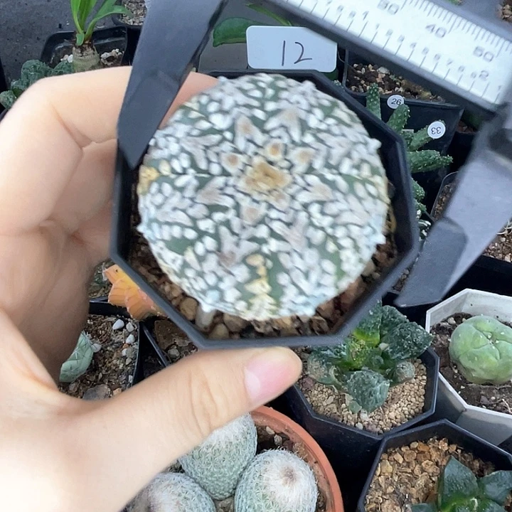 仙人球一物一拍实生