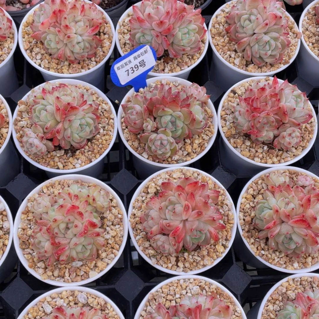 739号奶油西施佳人五头起大群生一个带万象盆