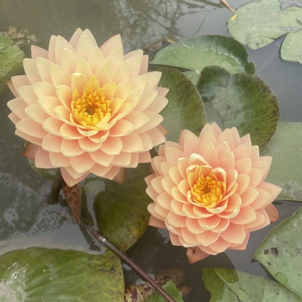 【羞涩新娘】睡莲花苗荷花苗盆栽池塘耐寒耐热四季好养阳台正版睡莲