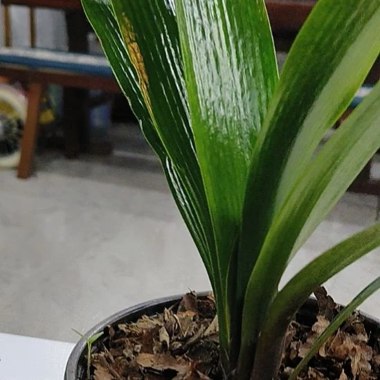 完全开放兔子牙我摸