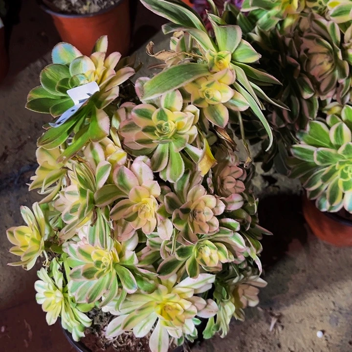 173艳日伞多肉植物处理不售后