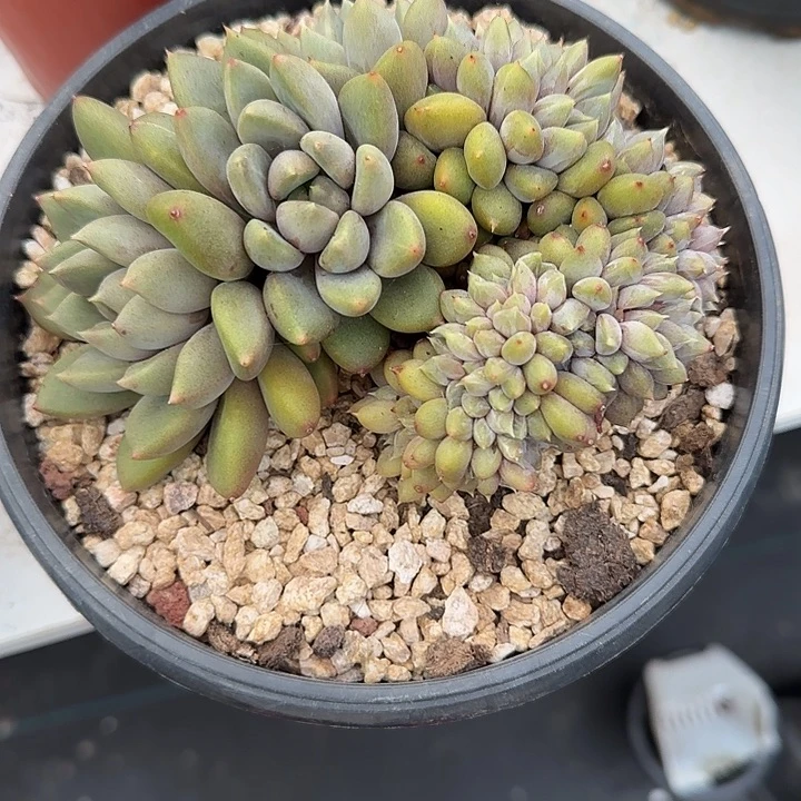 心***动青蛙王子儿童牙膏11