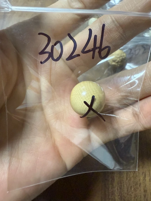 30246猛犸牙单珠瑕疵配饰介意勿拍