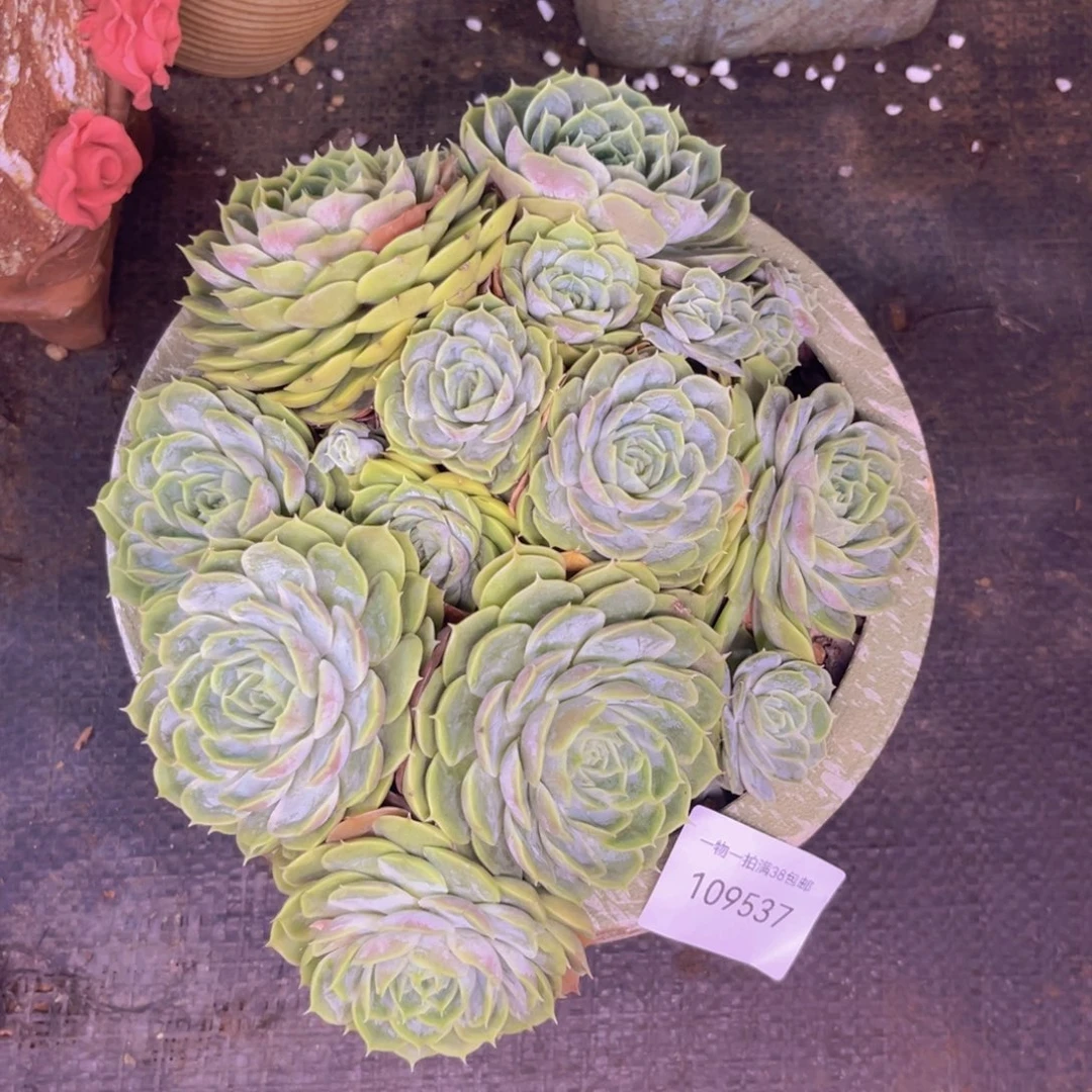 小***️多肉一物一拍 9537