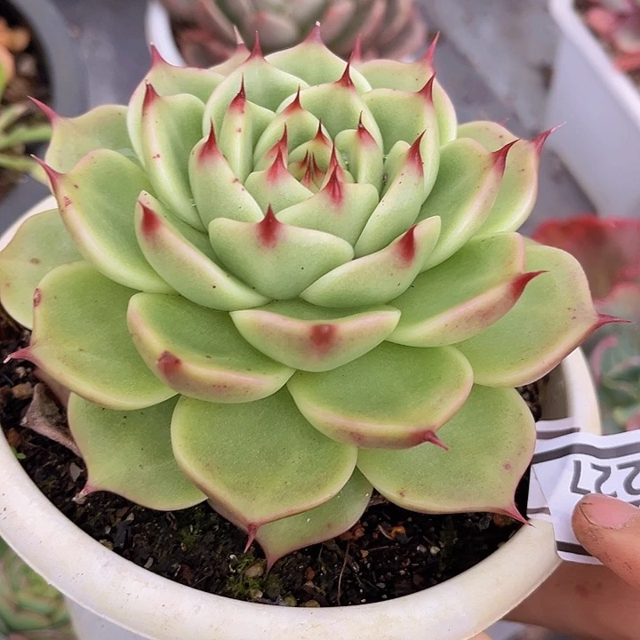 超级蓝龙09227多肉植物