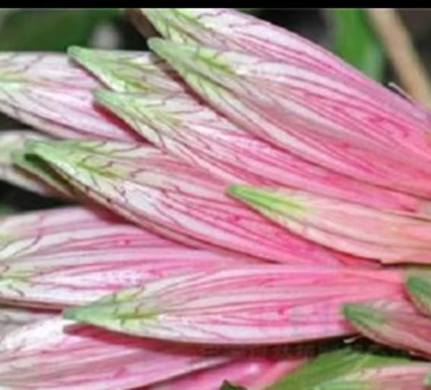 网红绿植树萝卜红玛瑙大红花一物一拍