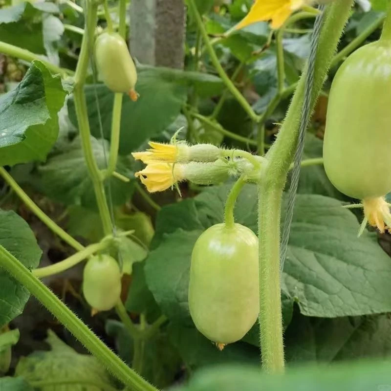 水果黄瓜迷你玉女黄瓜种子水果黄瓜新鲜无刺小黄瓜新鲜四季