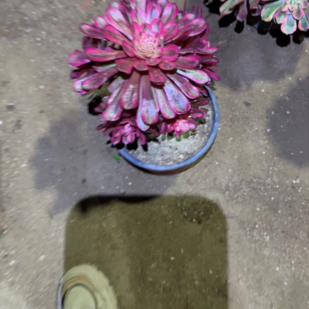 莲白月光法师多肉984