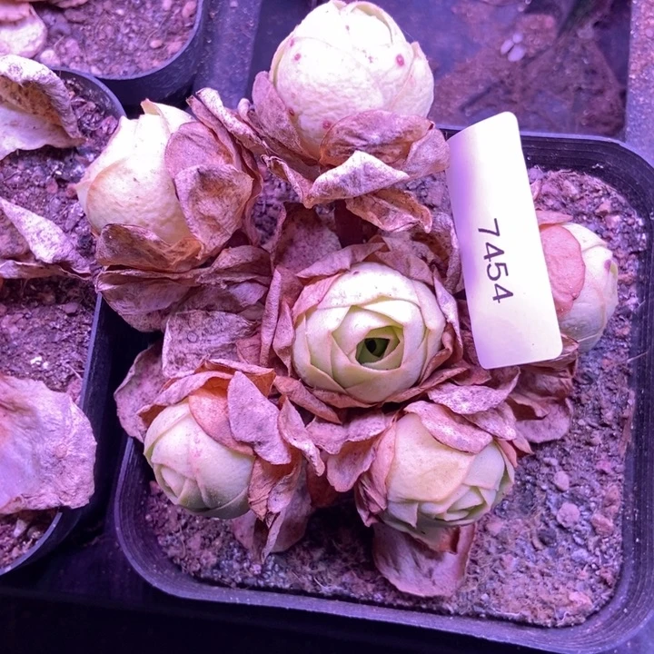 小***活7454山地玫瑰花群