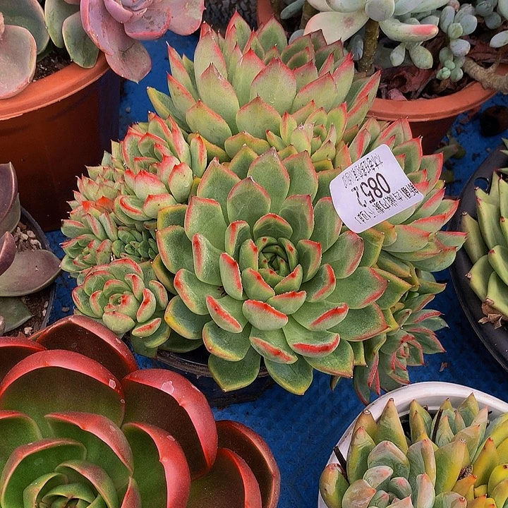 阿***1    瑞安娜多肉0852