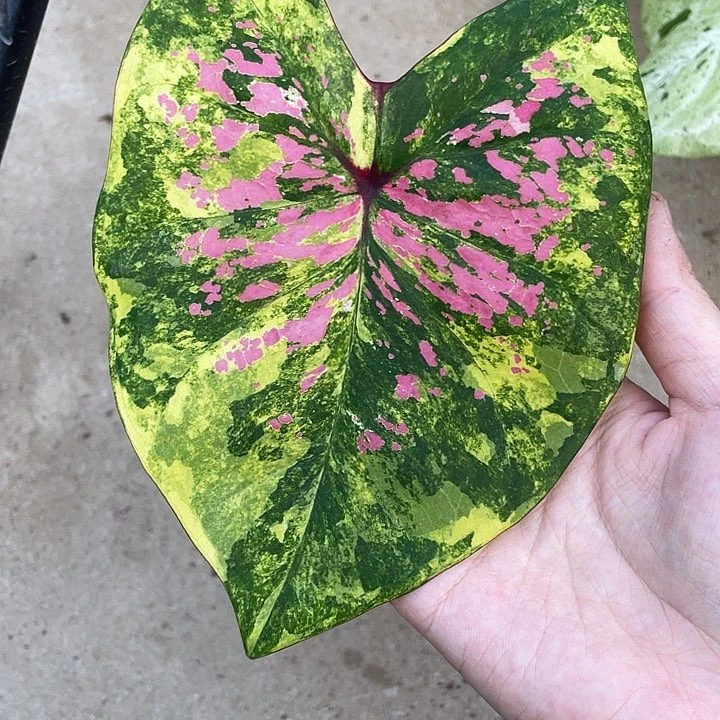 无花朵六月新娘养定