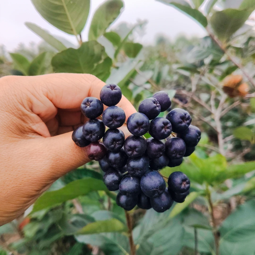 不老梅25年鲜果+东北原始椴树蜜发货顺丰发货