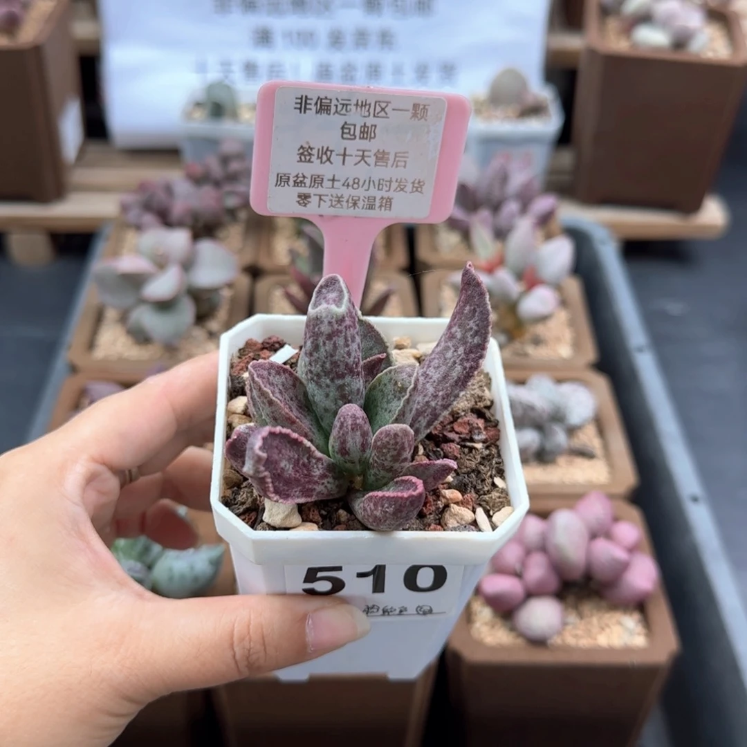 爱**角510粉鲍鱼多肉植物