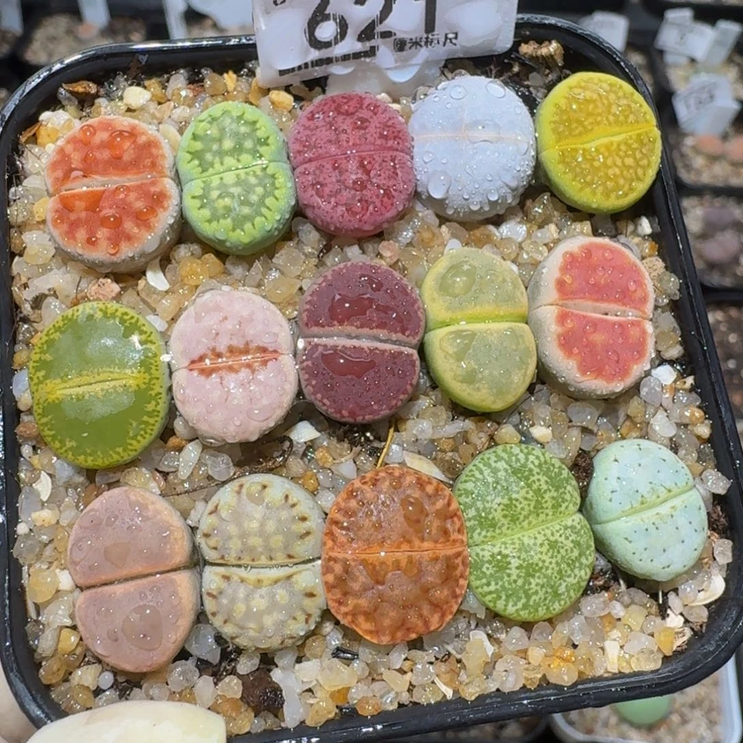 Zzzz精品生石花621
