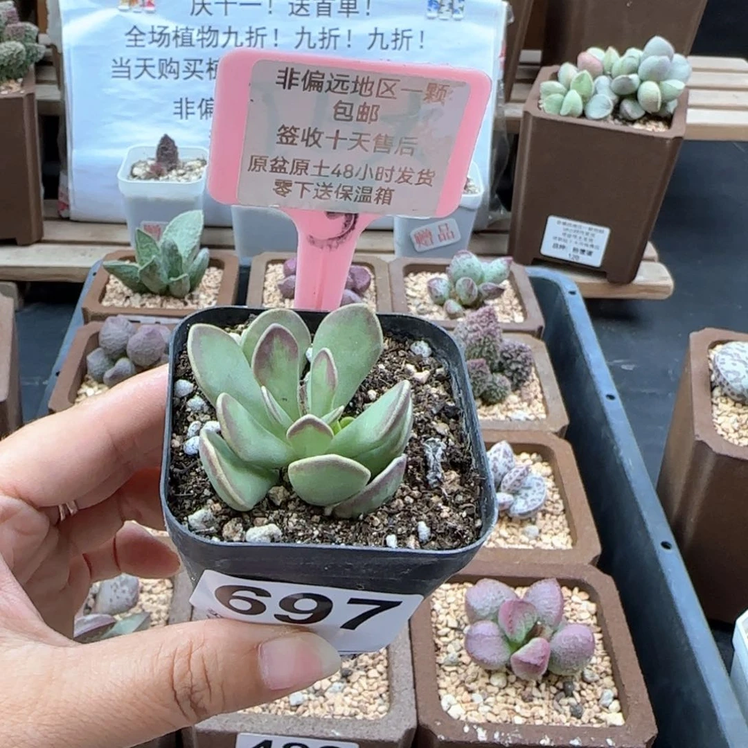 697太阳蛋糕多肉植物