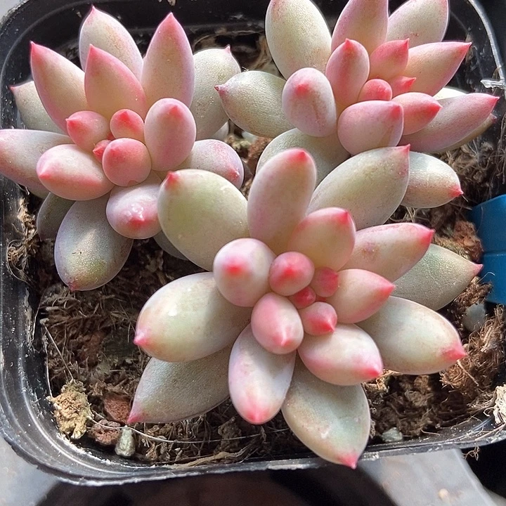 多肉植物虞美人679