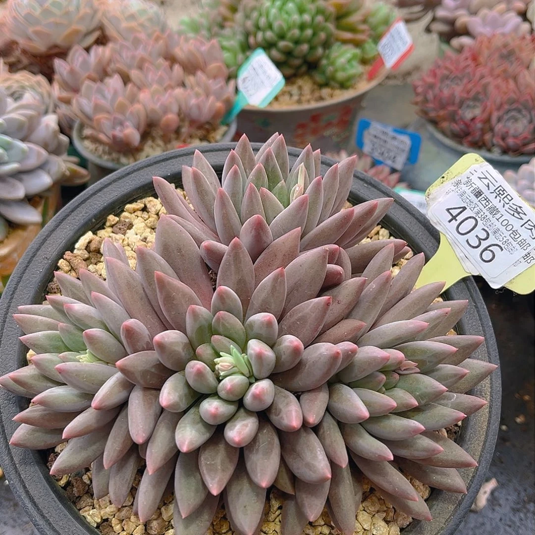 4036红蜻蜓。