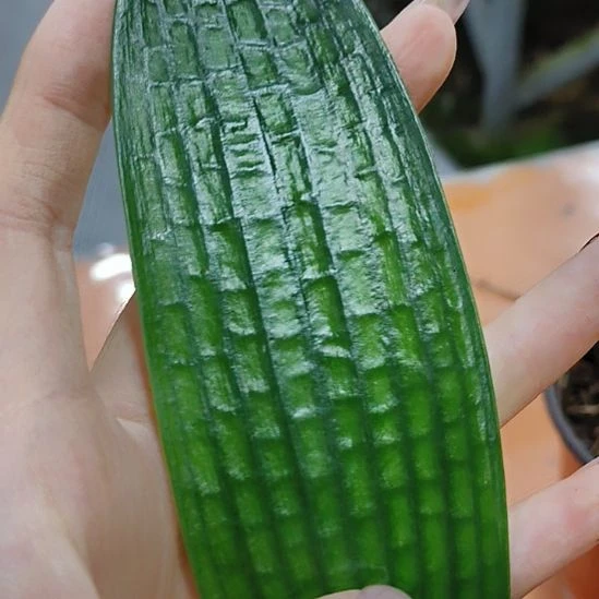 完全开放问一下有没有