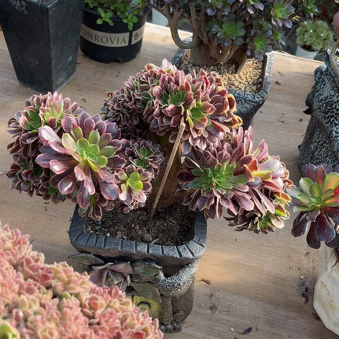 淡***夏hhhhhhhhhhhhhhhhhhhhh